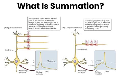 Major Differences Between Temporal vs Spatial Summation