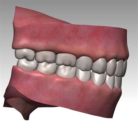 Mouth 3D Model $29 - .ztl - Free3D