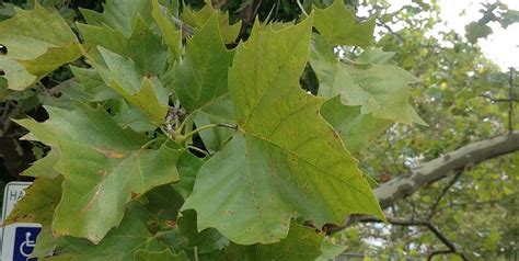 Tree of the Month: American Sycamore - Casey Trees