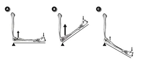 Third Class 3rd Class Lever Examples In The Body - malayqoqo