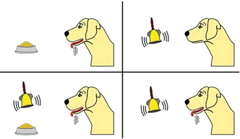 Pavlov’s Dogs Experiment & Pavlovian Conditioning Response