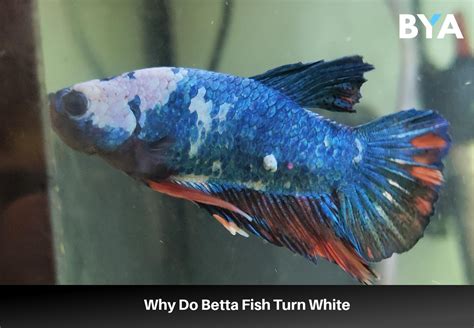 Why Betta Fish Turn White and How To Prevent It