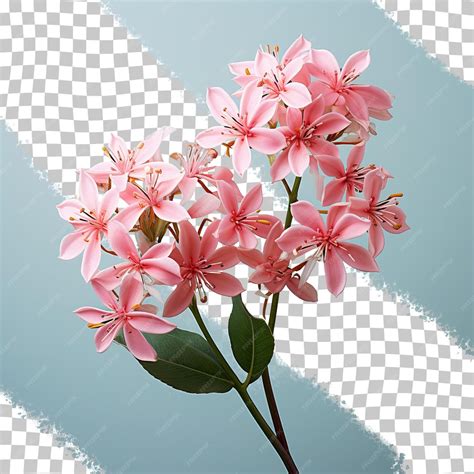 Premium PSD | Pentas flowers against transparent background