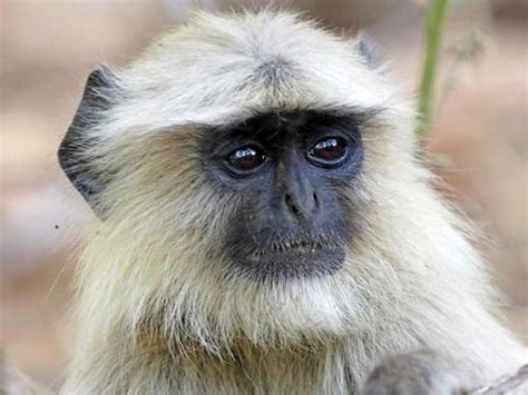 Gray Langur Monkey | Primates: A Family Portrait | Pinterest