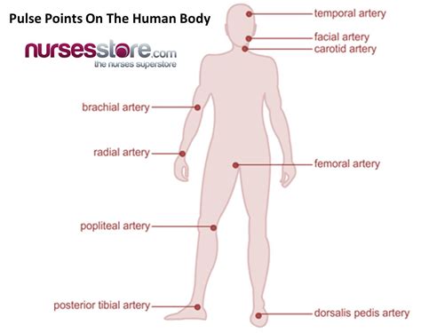 Human body, Nurse, Nursing school tips