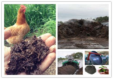 How to Process Chicken Manure for Fertilizer | Chicken Manure Composting