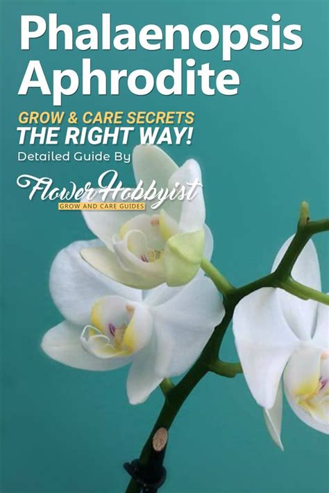 Everything You Need To Know about Phalaenopsis Aphrodite Orchid - Grow & Care Secrets ...