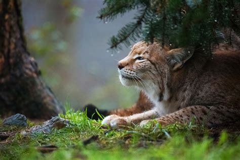 Lynx Wallpaper (74+ pictures) - WallpaperSet