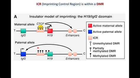 Genomic imprinting - YouTube