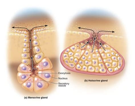 Merocrine glands