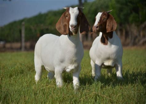 Top 9 Most Expensive Goat Breeds in the World