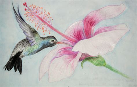 Hummingbird And Hibiscus by lorahh on DeviantArt