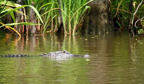 Alligator in Swamp stock image. Image of woods, nature - 10544581