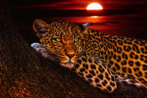 Download Sunset Sun Tree Green Eyes Animal Leopard 4k Ultra HD Wallpaper