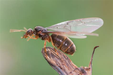 How to Get Rid of Flying Ants | Flying ants, Ants, Get rid of flies