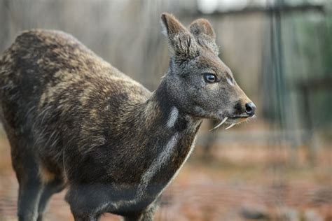 "Musk Deer" Images – Browse 573 Stock Photos, Vectors, and Video | Adobe Stock