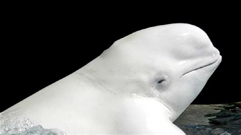 31-Year-Old Beluga Whale Dies at SeaWorld Orlando | WBFF