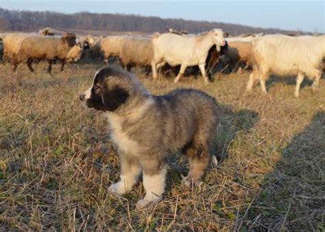 Working with wolves – sheepdog puppies join new flock