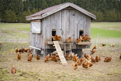 How to Build a Chicken Coop | Nature's Best Organic Feeds