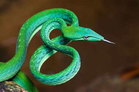 Funny Looking Snake With Eyes on Top of Its Head - Wallace Popecriente