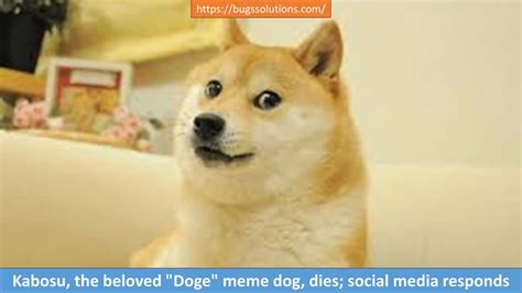 Kabosu, The Beloved 'Doge' Meme Dog, Dies; Social Media Responds