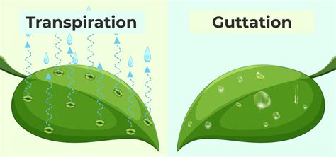 Difference Between Guttation and Transpiration