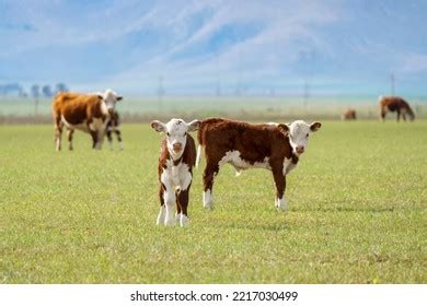 Polled Hereford Photos, Images & Pictures | Shutterstock