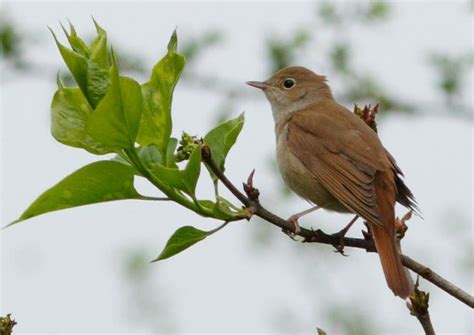 Facts about the Nightingale | Nightingale bird, Birds, Bird