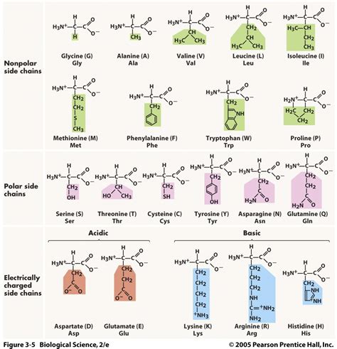 Amino Acids and Functional Groups | General Biology Class Notes