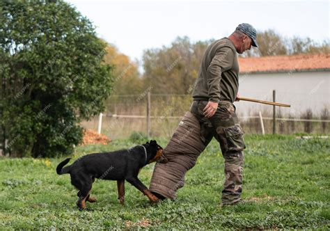 Premium Photo | Young puppy rottweiler training in the nature