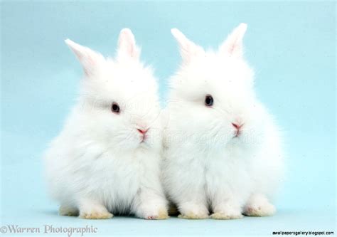 Fluffy White Baby Bunnies | Wallpapers Gallery