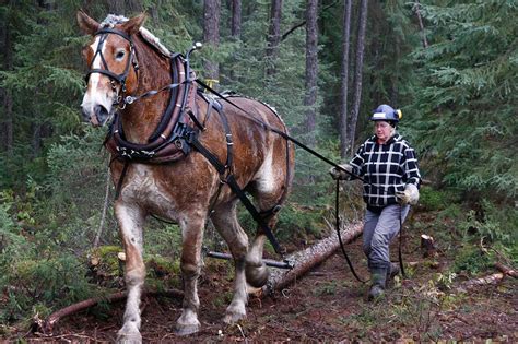 Gowganda Views: Revisiting the horse loggers