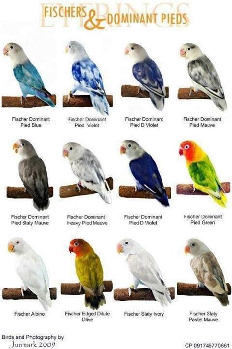 color mutations of black masked lovebirds | World Famous Types Of Colorful Love Birds Mutation ...