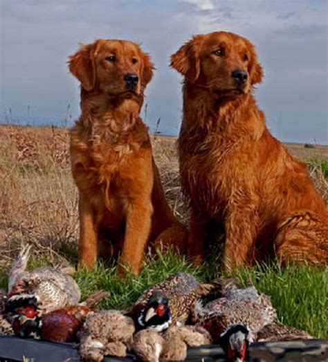 Dark Red Golden Retriever Puppies For Sale Near Me : Dark Red Golden Retriever Puppies For Sale ...