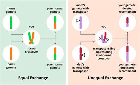 Scientists discover gene controlling genetic recombination rates