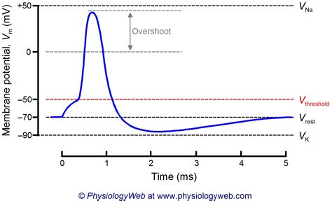 Neuronal action potential - PhysiologyWeb