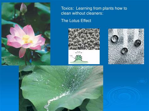 PPT - BIOMIMICRY Nature as Model, Measure, and Mentor PowerPoint Presentation - ID:3567