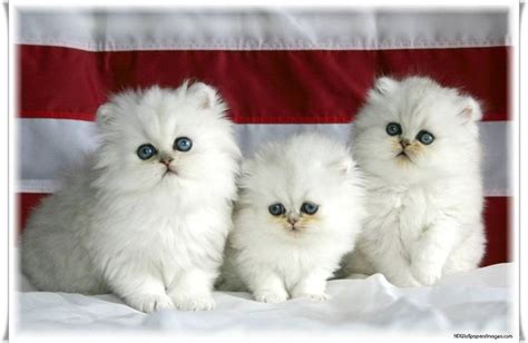 Found on Bing from www.desktopbackground.org | Cute cat wallpaper, Cute cats and dogs, Cute baby ...