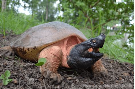 Norther River Terrapin (Batagur baska) - People's Trust for Endangered ...