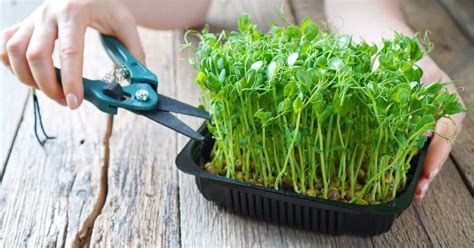 Harvesting Microgreens & Knowing When It’s Time to Eat - diy Greens