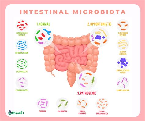 17 TIPOS DE BACTERIAS BUENAS – La Lista de Las Especies Más ...