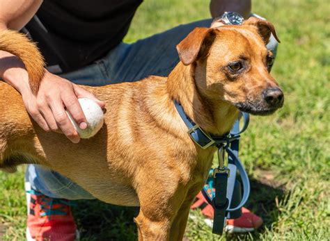 These Waterproof Dog Collars Will Keep Them Dry All Day – Wild One