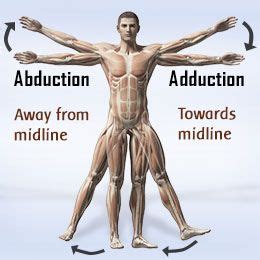 Abduction In Anatomy - Anatomical Charts & Posters