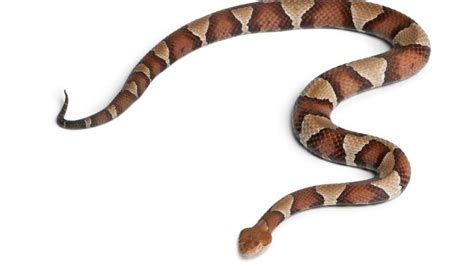 First copperhead snake bite of 2018 reported in Maryland | WBFF