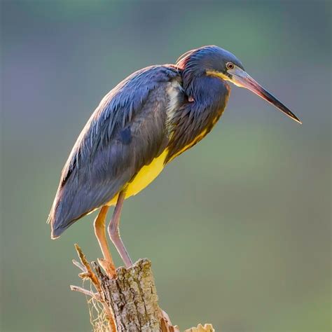 Premium Photo | Backlit tricolored heron on a stump at harris neck