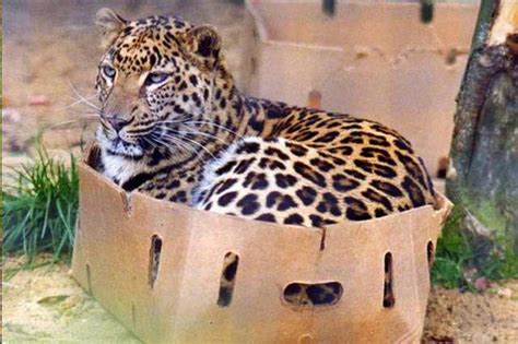 20 Funny Big Cats Who Love Cardboard Boxes Too