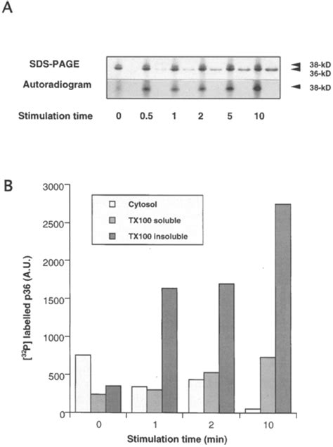 (A) Kinetics of 32p incorporation into p36 after stimulation of ...