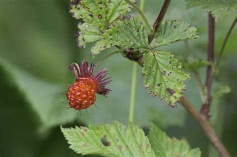 lila’ | Salmonberry – Plants in the Hul’q’umi’num’ World