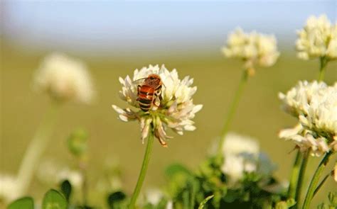 Changing farming practices helps minimize ill effects on bees, other pollinators