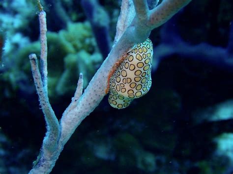 Flamingo Tongue Snail l Stunning - Our Breathing Planet